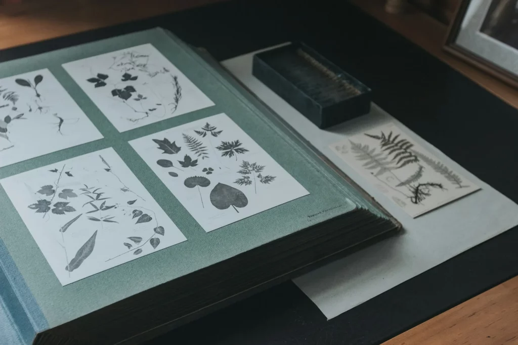 Planches d’herbier ancien, feuilles pressées et classées