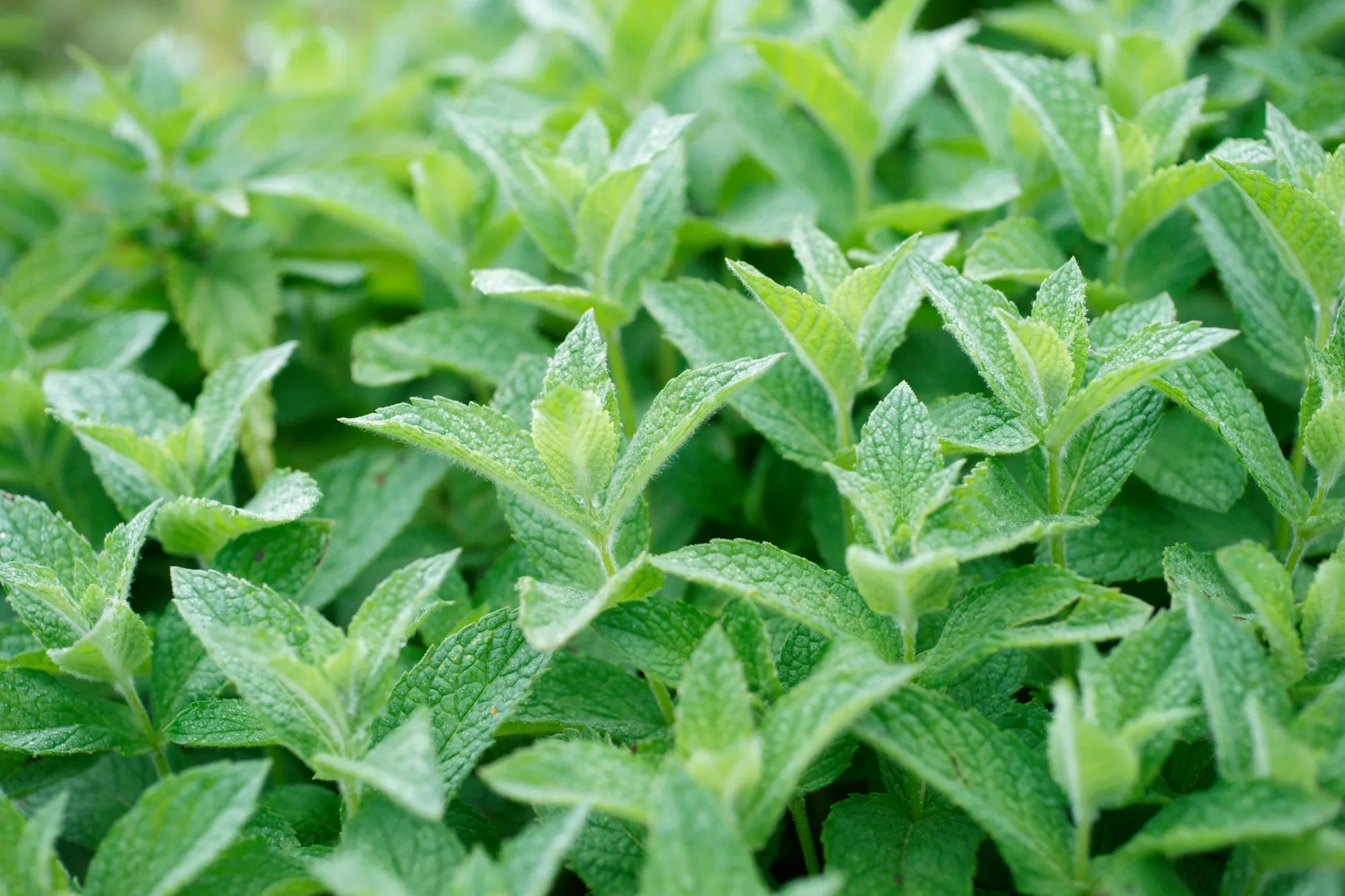 Feuillage de menthe