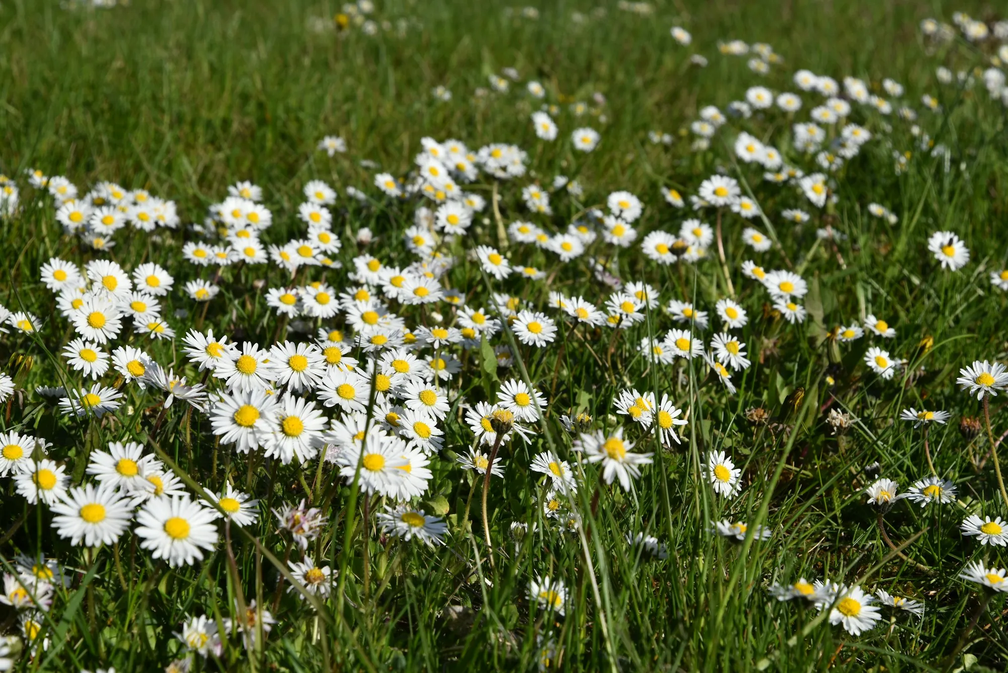 Prairie de camomille en fleurs