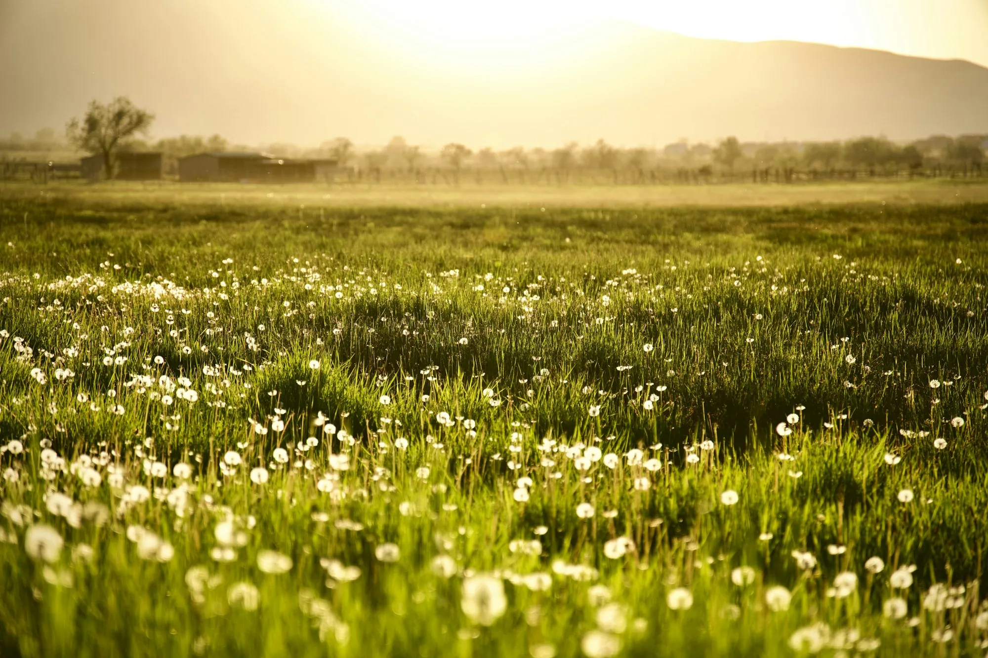 Prairie fleurie au lever du soleil