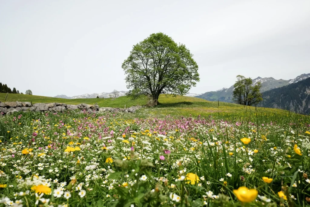 Prairie de montagne fleurie avec un arbre isolé