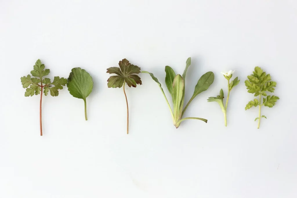Spécimens de plantes aromatiques et médicinales